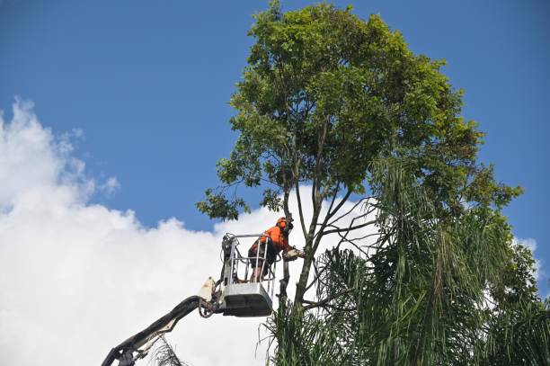 Trusted Anna, OH Tree Removal Services Experts